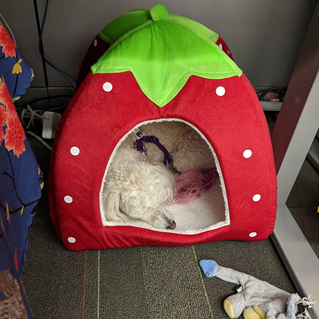 Google Dog Strawberry Bed