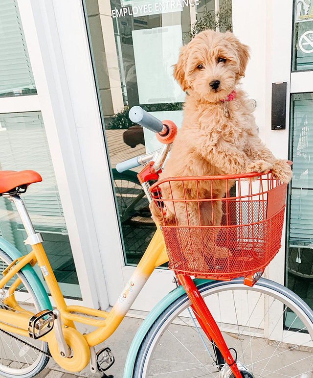 Cute Dog In Google Bike Basket