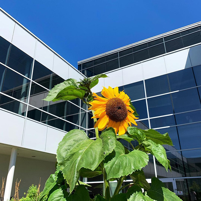 Google Sunflower