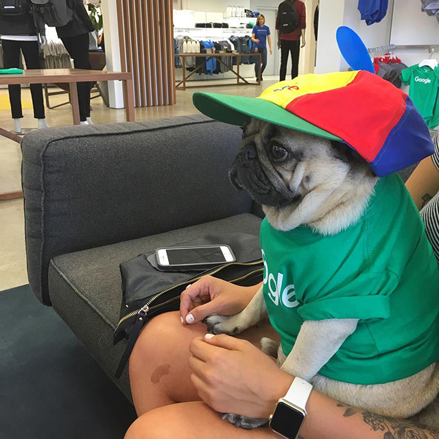 Google Noogler Dog