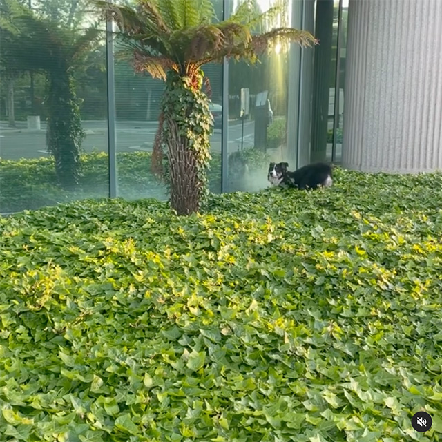 Dog Racing Around Google Shrubs