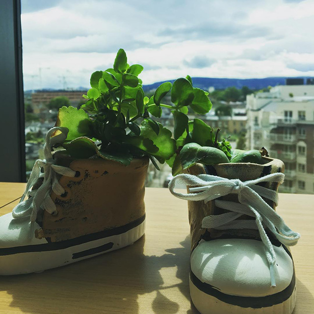 Old Show Flower Pot At Google Dublin Office
