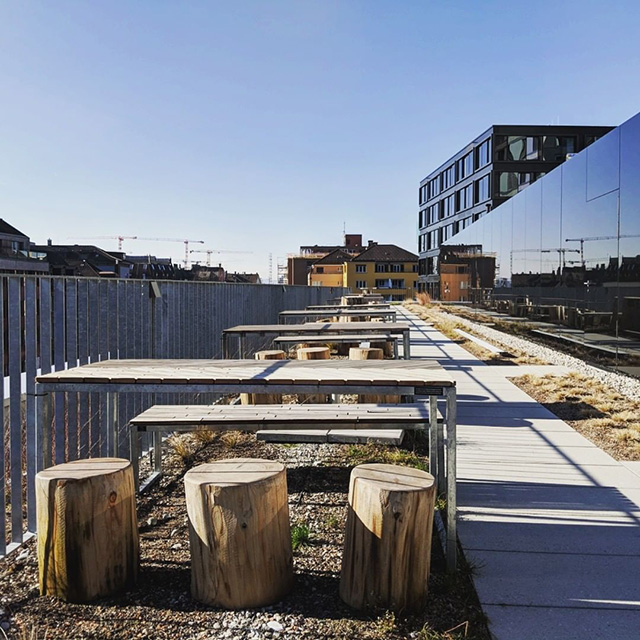 Google Zurich Picnic Area With Tree Stump Chairs