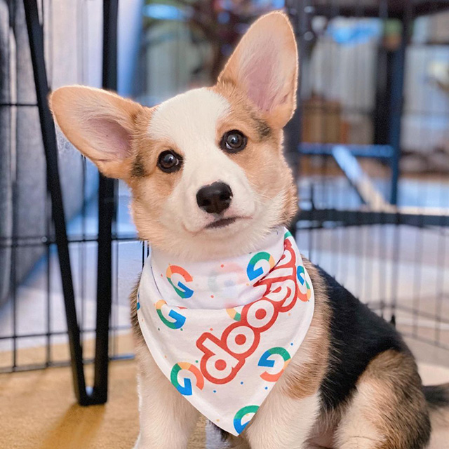 Google Dog Doogler Bandana